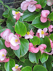 Prelude Pink Begonia (Begonia 'Prelude Pink') at Stonegate Gardens