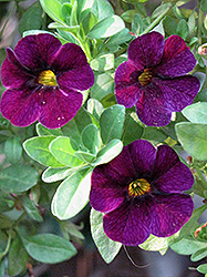 Aloha Midnight Purple Calibrachoa (Calibrachoa 'Aloha Midnight Purple') at A Very Successful Garden Center