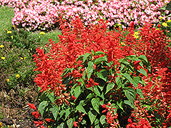 Sizzler Red Sage (Salvia splendens 'Sizzler Red') at Stonegate Gardens