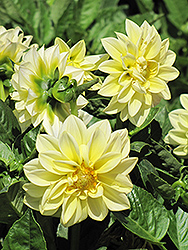 Dahlietta Margaret Dahlia (Dahlia 'Dahlietta Margaret') at Stonegate Gardens