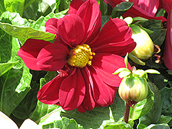 Dahlietta Caroline Dahlia (Dahlia 'Dahlietta Caroline') at Stonegate Gardens