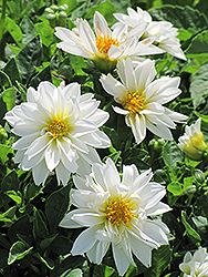 Dahlietta Blanca Dahlia (Dahlia 'Dahlietta Blanca') at Stonegate Gardens