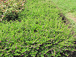 False Heather (Cuphea hyssopifolia) at Stonegate Gardens
