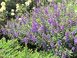 Serena Lavender Angelonia (Angelonia angustifolia 'Serena Lavender') at Stonegate Gardens