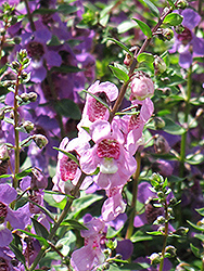 Serena Lavender Pink Angelonia (Angelonia angustifolia 'Serena Lavender Pink') at A Very Successful Garden Center
