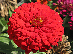 Giant Dahlia-Flowered Deep Red Zinnia (Zinnia 'Giant Dahlia-Flowered Deep Red') at A Very Successful Garden Center