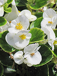 Encore IV White Begonia (Begonia 'Encore IV White') at Stonegate Gardens