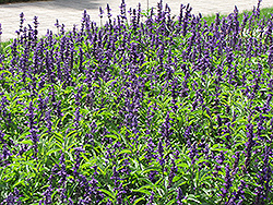 Gruppenblau Salvia (Salvia farinacea 'Gruppenblau') at Stonegate Gardens