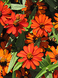 Profusion Orange Zinnia (Zinnia 'Profusion Orange') at The Mustard Seed