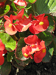 Encore IV Red Begonia (Begonia 'Encore IV Red') at Stonegate Gardens