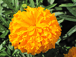 Jubilee Orange Marigold (Tagetes erecta 'Jubilee Orange') at Stonegate Gardens