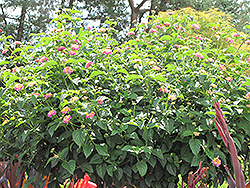 Luscious Tropical Fruit Lantana (Lantana camara 'Luscious Tropical Fruit') at Stonegate Gardens