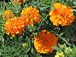 Orange Boy Marigold (Tagetes patula 'Orange Boy') at Stonegate Gardens