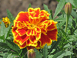 Safari Scarlet Marigold (Tagetes patula 'Safari Scarlet') at Stonegate Gardens