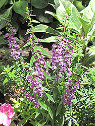 Serena Lilac Angelonia (Angelonia angustifolia 'Serena Lilac') at Stonegate Gardens