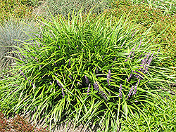 Lily Turf (Liriope spicata) at Stonegate Gardens