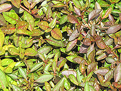 Versicolor Alternanthera (Alternanthera ficoidea 'Versicolor') at Stonegate Gardens