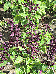 Empire Purple Sage (Salvia splendens 'Empire Purple') at Stonegate Gardens