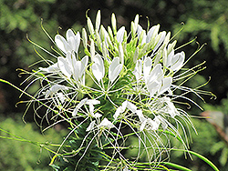 Sparkler White Spiderflower (Cleome hassleriana 'Sparkler White') at Stonegate Gardens