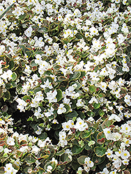 Bada Boom White Begonia (Begonia 'Bada Boom White') at Stonegate Gardens