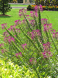 Violet Queen Spiderflower (Cleome hassleriana 'Violet Queen') at Stonegate Gardens