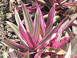 Variegated Moses In The Cradle (Tradescantia spathacea 'Variegata') at Stonegate Gardens