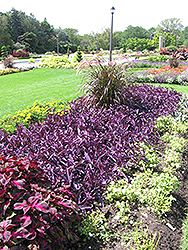 Purple Heart Spider Lily (Tradescantia pallida 'Purple Heart') at Stonegate Gardens