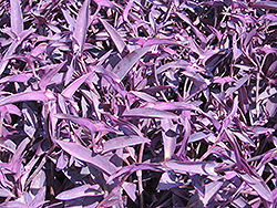Purple Heart Spider Lily (Tradescantia pallida 'Purple Heart') at Stonegate Gardens