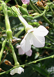 Whisper White Flowering Tobacco (Nicotiana 'Whisper White') at Stonegate Gardens
