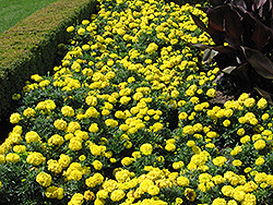 Inca Yellow Marigold (Tagetes erecta 'Inca Yellow') at Stonegate Gardens