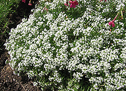 Wonderland White Alyssum (Lobularia maritima 'Wonderland White') at Stonegate Gardens