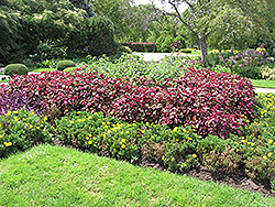 Magellanica Perilla (Perilla 'Magellanica') at Stonegate Gardens