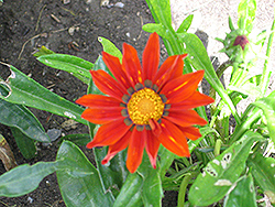 Daybreak Bronze Gazania (Gazania 'Daybreak Bronze') at Stonegate Gardens