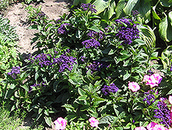 Fragrant Delight Heliotrope (Heliotropium arborescens 'Fragrant Delight') at Stonegate Gardens