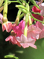 Whisper Rose Shades Flowering Tobacco (Nicotiana 'Whisper Rose Shades') at Stonegate Gardens