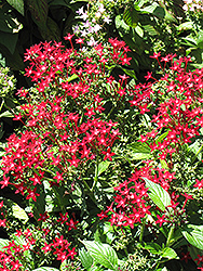 Starla Red Star Flower (Pentas lanceolata 'Starla Red') at Stonegate Gardens