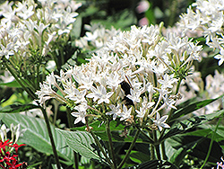 Starla White Star Flower (Pentas lanceolata 'Starla White') at Stonegate Gardens