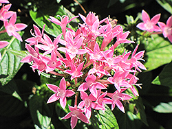 Starla Pink Star Flower (Pentas lanceolata 'Starla Pink') at Stonegate Gardens
