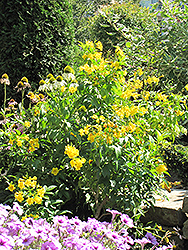 Mayan Gold Yellow Trumpetbush (Tecoma stans 'Mayan Gold') at Stonegate Gardens