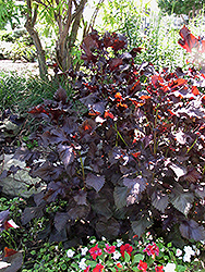 Purple Shiso Perilla (Perilla frutescens 'Purple Shiso') at Stonegate Gardens