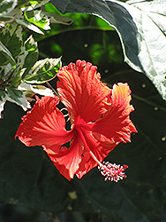Variegated Hibiscus (Hibiscus rosa-sinensis 'Variegata') at Stonegate Gardens