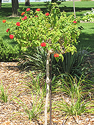 Luscious Citrus Blend Lantana (tree form) (Lantana camara 'Luscious Citrus Blend (tree form)') at Stonegate Gardens