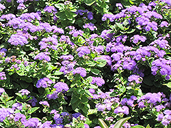 Hawaii Blue Flossflower (Ageratum 'Hawaii Blue') at Stonegate Gardens