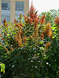 Hot Biscuits Amaranthus (Amaranthus 'Hot Biscuits') at Stonegate Gardens