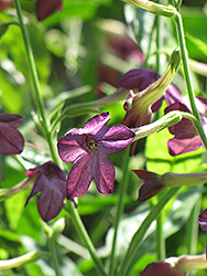 Perfume Deep Purple Flowering Tobacco (Nicotiana 'Perfume Deep Purple') at Stonegate Gardens