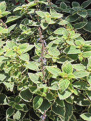 Country Borage (Plectranthus amboinicus 'Variegatus') at Stonegate Gardens