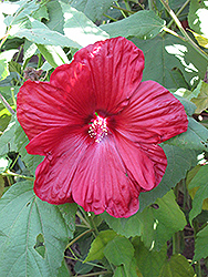 Disco Belle Red Hibiscus (Hibiscus moscheutos 'Disco Belle Red') at Stonegate Gardens