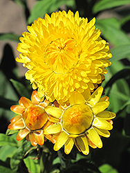 Dreamtime Jumbo Yellow Strawflower (Bracteantha bracteata 'OHB003790') at Stonegate Gardens