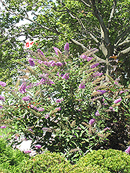 Pink Delight Butterfly Bush (Buddleia davidii 'Pink Delight') at Stonegate Gardens