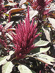 Hopi Red Dye Amaranthus (Amaranthus cruentus 'Hopi Red Dye') at Stonegate Gardens